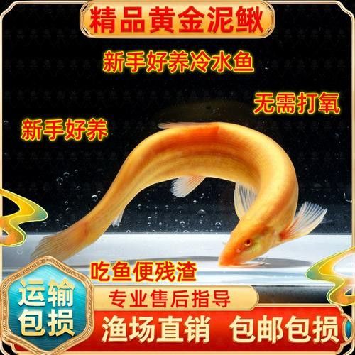 金龍魚和清道夫能混養嗎圖片 金龍魚和清道夫能混養嗎圖片 龍魚百科 第16張