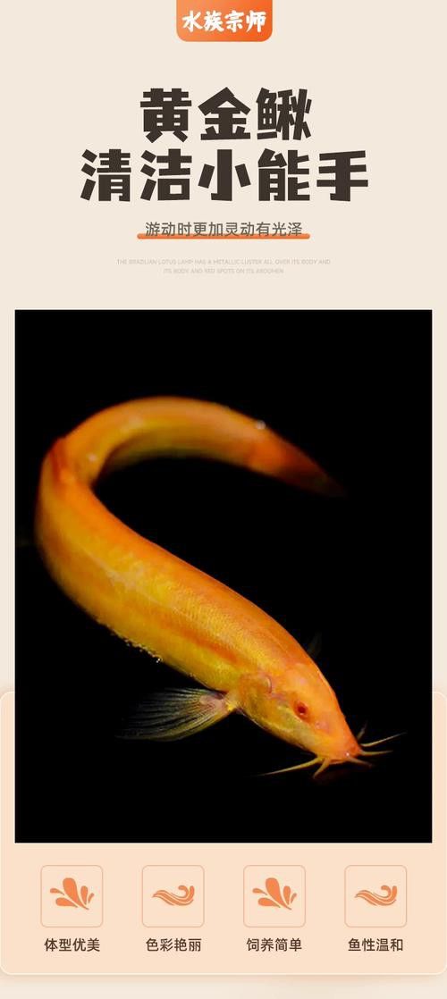 金龍魚和清道夫能混養嗎圖片 金龍魚和清道夫能混養嗎圖片 龍魚百科 第24張