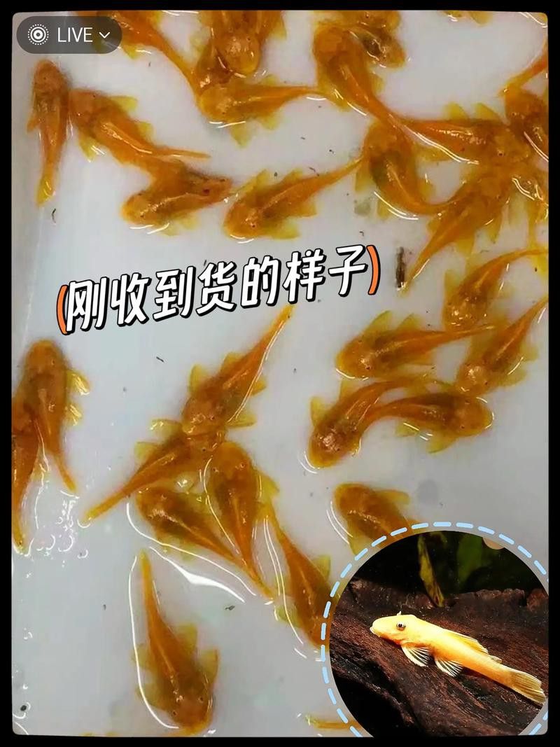 金龍魚和清道夫能混養嗎圖片 金龍魚和清道夫能混養嗎圖片 龍魚百科 第22張