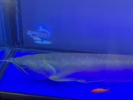金龍魚和清道夫能混養嗎圖片 金龍魚和清道夫能混養嗎圖片 龍魚百科 第26張