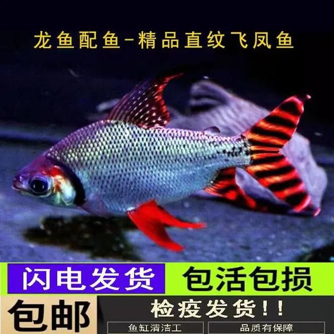 金龍魚和清道夫能混養嗎圖片 金龍魚和清道夫能混養嗎圖片 龍魚百科 第38張