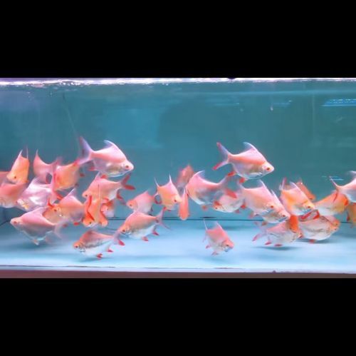 金龍魚和清道夫能混養嗎圖片 金龍魚和清道夫能混養嗎圖片 龍魚百科 第42張