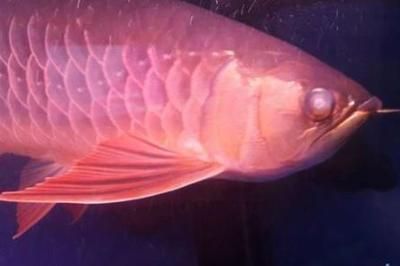 彩蝶魚缸官網專賣店電話地址，彩蝶魚缸加盟條件及流程彩蝶魚缸售后服務政策查詢