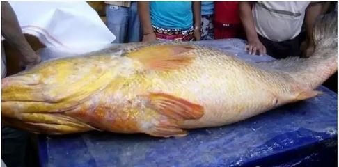 7000萬的紅龍魚：中國最貴紅龍魚7000萬的記錄，價格達7000萬元