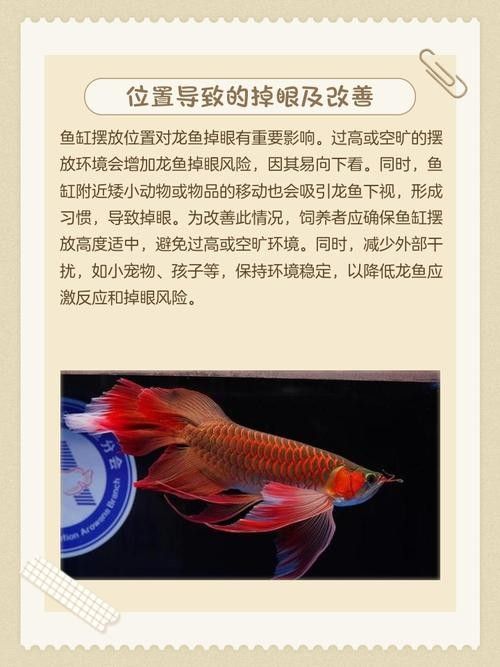 龍魚(yú)掉眼能自己恢復(fù)嗎圖片