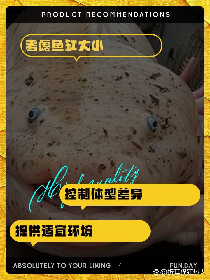 新手適合養(yǎng)幾只六角恐龍魚(yú)