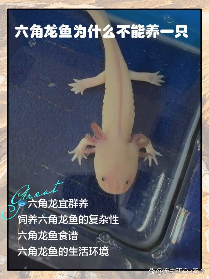 新手適合養(yǎng)幾只六角恐龍魚(yú)