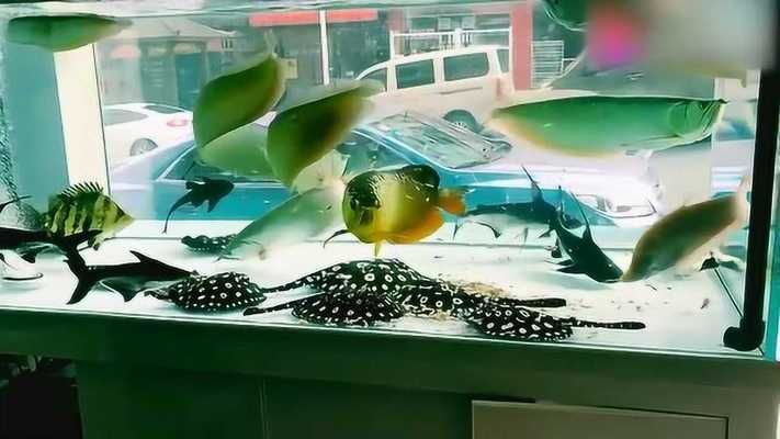 龍魚和汗鯊混養好不好：汗鯊與龍魚混養的成功案例