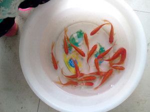 龍魚和小金魚可以一起混養嗎：龍魚和小金魚混養的注意事項