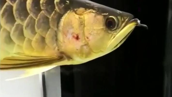 龍魚配魚幾條最好養(yǎng)：養(yǎng)殖龍魚的最佳數(shù)量需要綜合考慮魚缸的大小、龍魚的種類