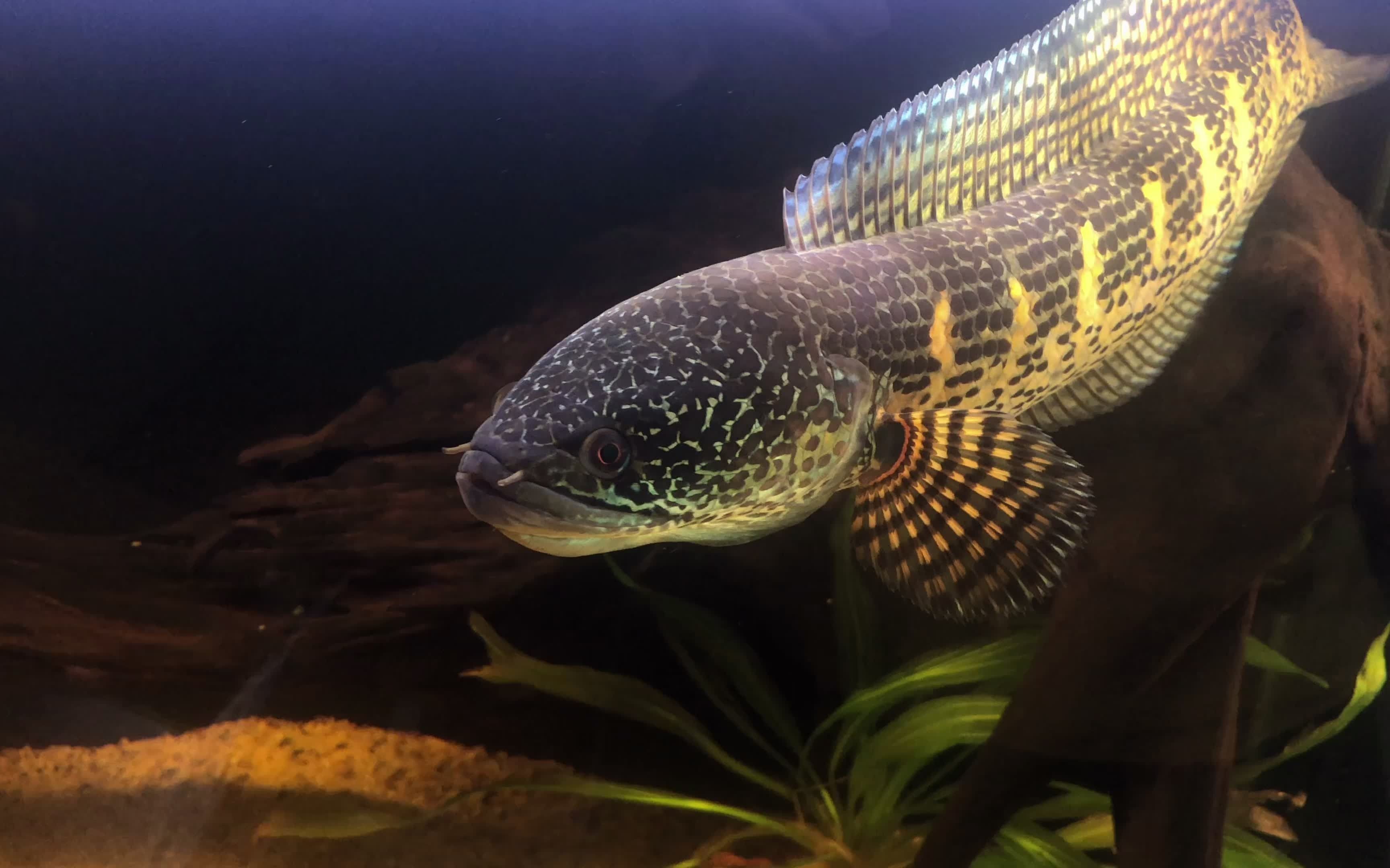 雷龍魚(yú)多少錢(qián)一只（雷龍魚(yú)市場(chǎng)價(jià)格波動(dòng)原因） 雷龍魚(yú)多少錢(qián)一只（雷龍魚(yú)市場(chǎng)價(jià)格波動(dòng)原因） 龍魚(yú)百科 第1張