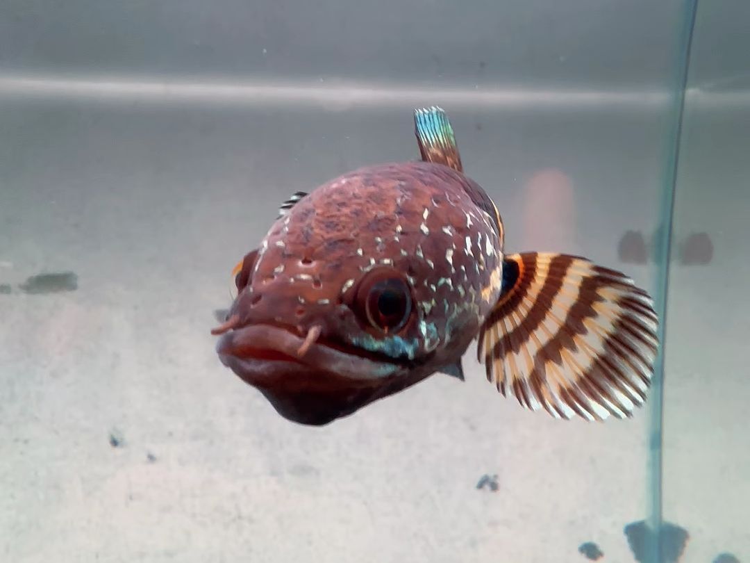 雷龍魚(yú)多少錢(qián)一只（雷龍魚(yú)市場(chǎng)價(jià)格波動(dòng)原因） 雷龍魚(yú)多少錢(qián)一只（雷龍魚(yú)市場(chǎng)價(jià)格波動(dòng)原因） 龍魚(yú)百科 第3張