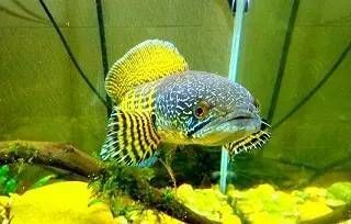雷龍魚(yú)多少錢(qián)一只（雷龍魚(yú)市場(chǎng)價(jià)格波動(dòng)原因） 雷龍魚(yú)多少錢(qián)一只（雷龍魚(yú)市場(chǎng)價(jià)格波動(dòng)原因） 龍魚(yú)百科 第4張