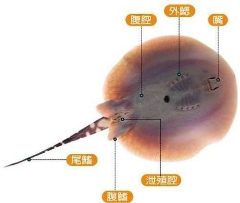 紅尾平克魚(yú)性別區(qū)分技巧：紅尾平克魚(yú)性別區(qū)分