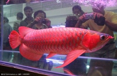 紅龍魚壽命有多少年（紅龍魚的壽命是多少年）