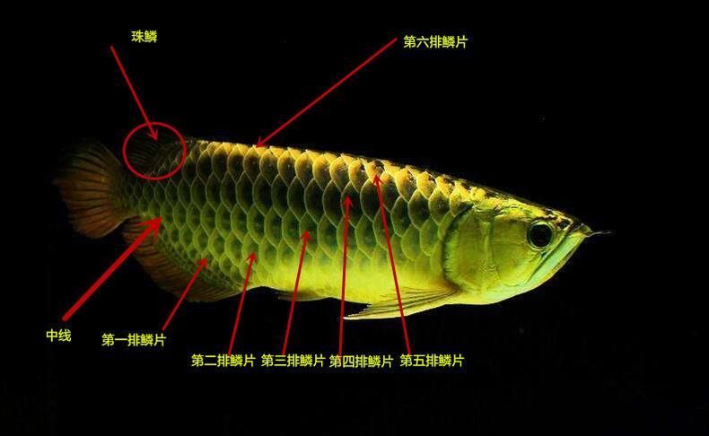 金龍魚身體各部位的基本介紹金龍魚身體各部位圖解：金龍魚的身體各部位圖解