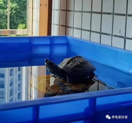 龍魚缸里可以養龜嗎：在龍魚缸里養龜，是否適合與龍魚混養，混養的風險有哪些