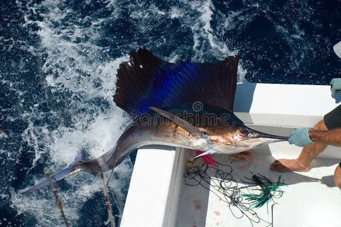 龍魚魚鱗潰爛了怎么辦用什么藥：龍魚爛鱗病的早期癥狀，如何正確使用黃粉藥浴