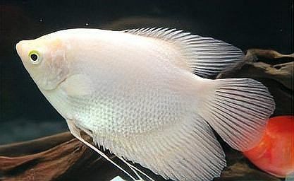 紅眼白子招財龍能和其他魚混養(yǎng)嗎？