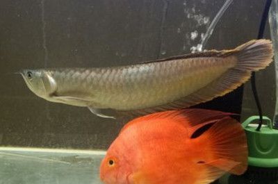 龍魚喂冰凍小魚有風險嗎：喂食冰凍小魚是否可以安全喂食龍魚 龍魚喂冰凍小魚有風險嗎：喂食冰凍小魚是否可以安全喂食龍魚 龍魚百科