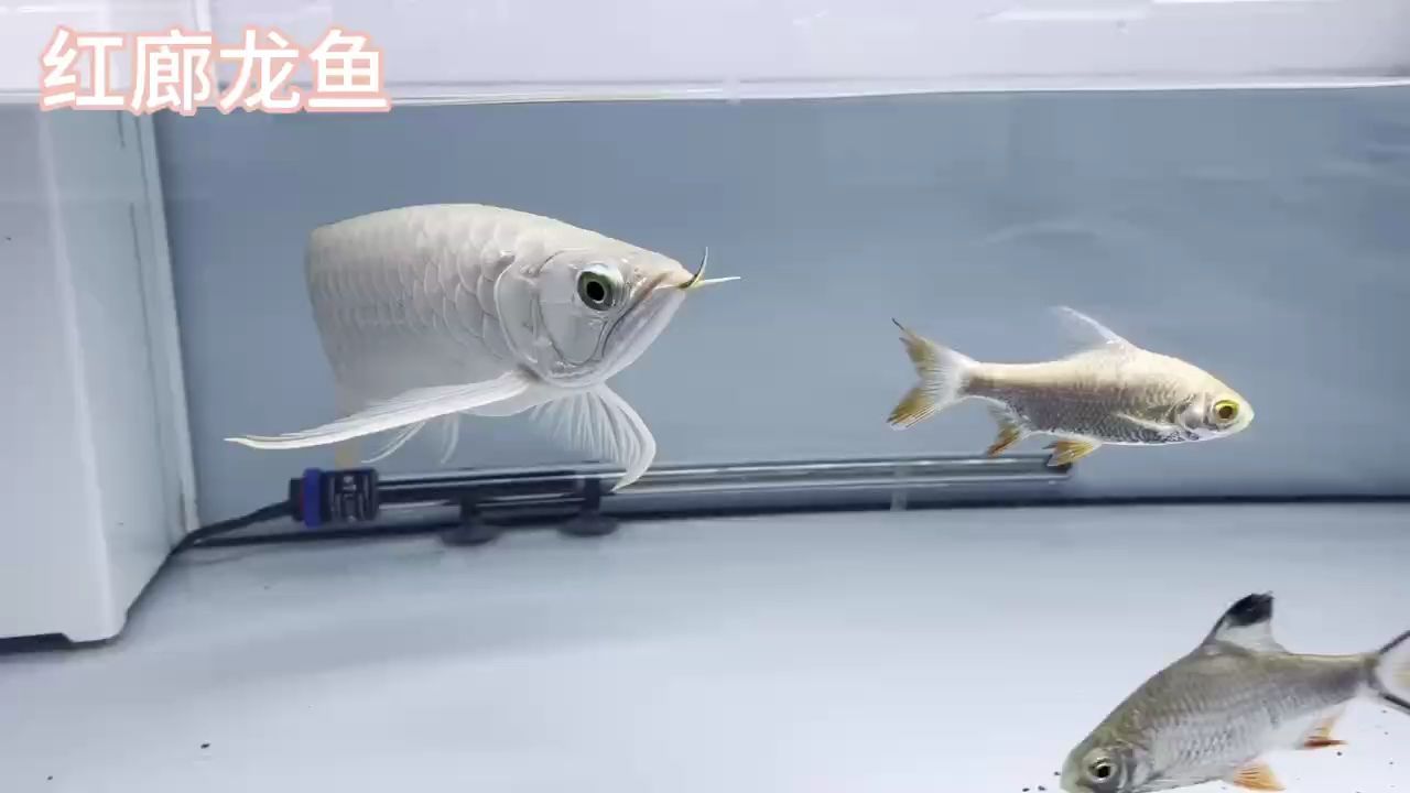 龍魚疾病治療建議，根據(jù)搜索結(jié)果提供的治療建議，請(qǐng)注意：如何根據(jù)搜索結(jié)果提供龍魚疾病治療建議