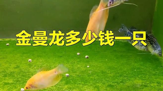 曼龍魚的價格范圍是多少？