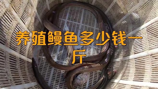 曼龍魚的價格范圍是多少？