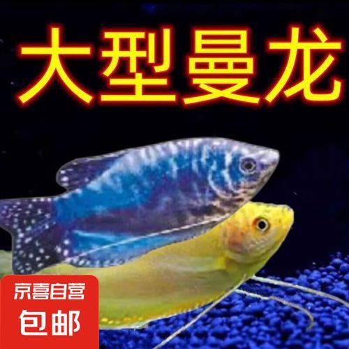 曼龍魚的價格范圍是多少？