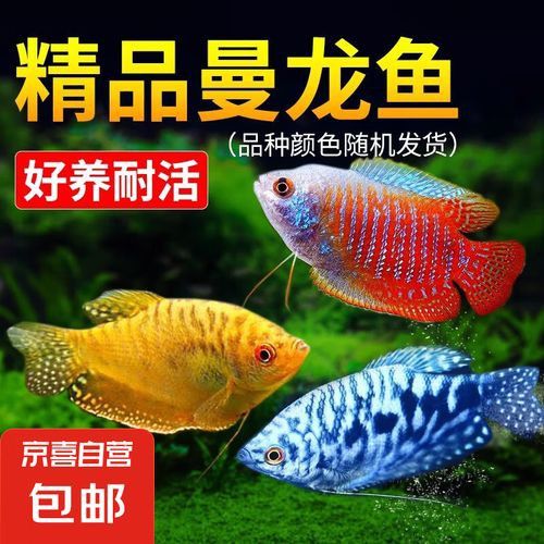 曼龍魚的價格范圍是多少？