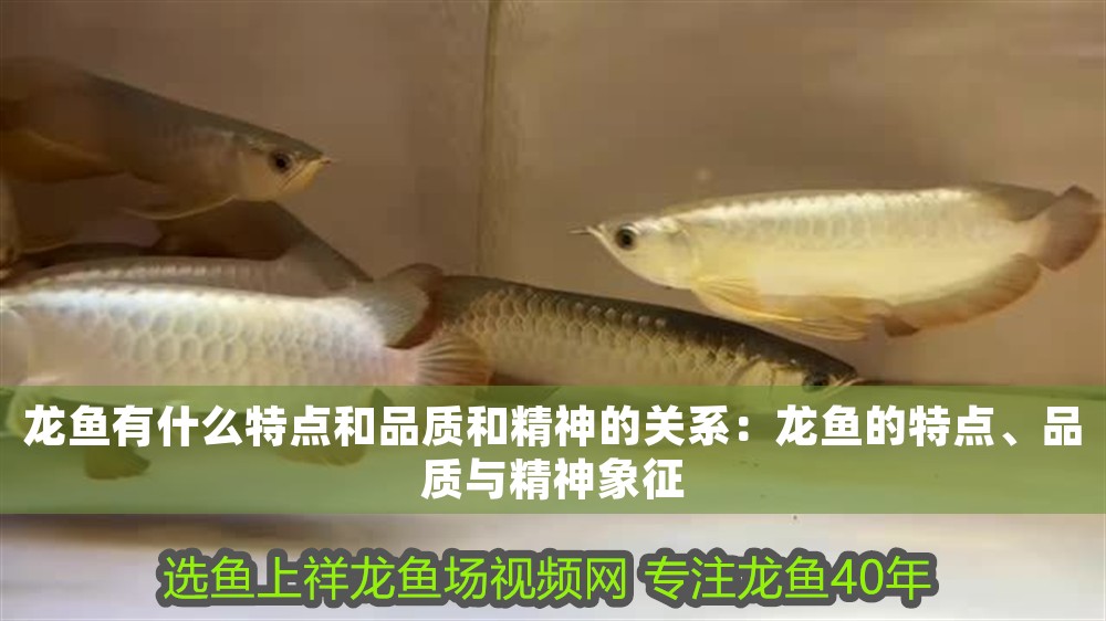 龍魚有什么特點和品質和精神的關系：龍魚的特點、品質與精神象征