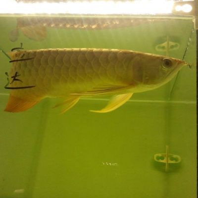 紅龍魚打什么燈（養紅龍魚用什么燈好）