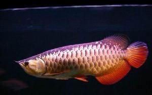 澳洲星點(diǎn)龍魚壽命：澳洲星點(diǎn)龍魚的壽命