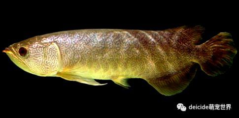 如何判斷龍魚飼料質量：優質龍魚飼料品牌推薦,龍魚飼料選擇常見誤區