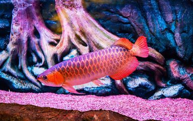 如何判斷龍魚(yú)飼料質(zhì)量：優(yōu)質(zhì)龍魚(yú)飼料品牌推薦,龍魚(yú)飼料選擇常見(jiàn)誤區(qū)