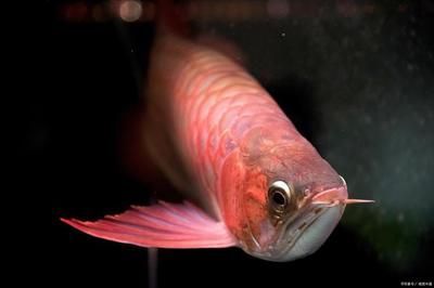 如何判斷龍魚(yú)飼料質(zhì)量：優(yōu)質(zhì)龍魚(yú)飼料品牌推薦,龍魚(yú)飼料選擇常見(jiàn)誤區(qū)