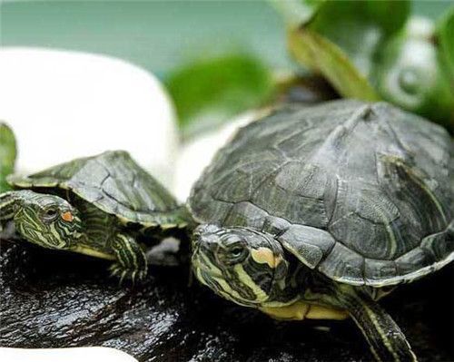 白化巴西龜?shù)亩吖芾矸椒ǎ喊谆臀鼾敹吖芾矸椒? title=