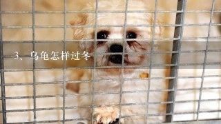 白化巴西龜的冬眠管理方法：白化巴西龜冬眠管理方法