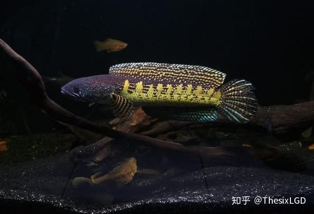 黑魔神雷龍魚好養嗎知乎