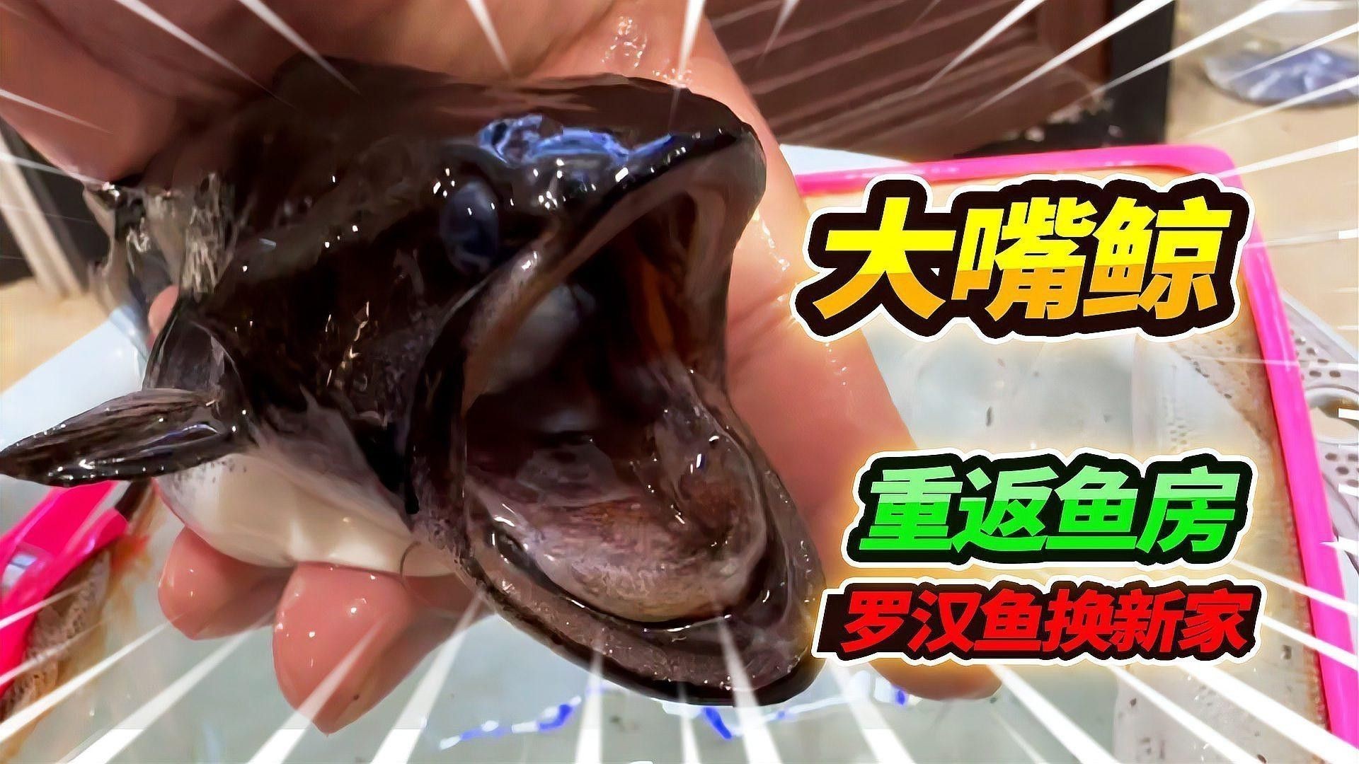 羅漢跟龍魚能混養嗎