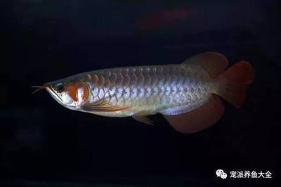龍魚(yú)搶不到食物:——龍魚(yú)搶不到食物可能由多種因素引起 龍魚(yú)百科 第3張 龍魚(yú)搶不到食物:——龍魚(yú)搶不到食物可能由多種因素引起 龍魚(yú)搶不到食物:——龍魚(yú)搶不到食物可能由多種因素引起 龍魚(yú)百科 第3張