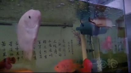 龍魚(yú)搶不到食物:——龍魚(yú)搶不到食物可能由多種因素引起 龍魚(yú)百科 第1張 龍魚(yú)搶不到食物:——龍魚(yú)搶不到食物可能由多種因素引起 龍魚(yú)搶不到食物:——龍魚(yú)搶不到食物可能由多種因素引起 龍魚(yú)百科 第1張
