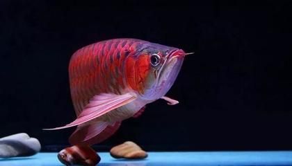龍魚(yú)搶不到食物:——龍魚(yú)搶不到食物可能由多種因素引起 龍魚(yú)百科 第5張 龍魚(yú)搶不到食物:——龍魚(yú)搶不到食物可能由多種因素引起 龍魚(yú)搶不到食物:——龍魚(yú)搶不到食物可能由多種因素引起 龍魚(yú)百科 第5張