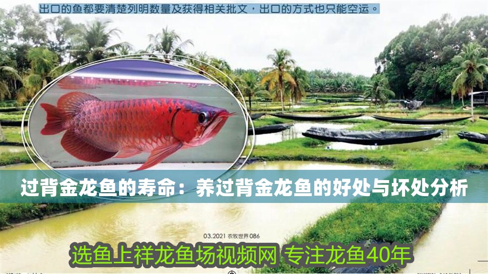 過背金龍魚的壽命：養過背金龍魚的好處與壞處分析 過背金龍魚的壽命：養過背金龍魚的好處與壞處分析 龍魚百科 第1張