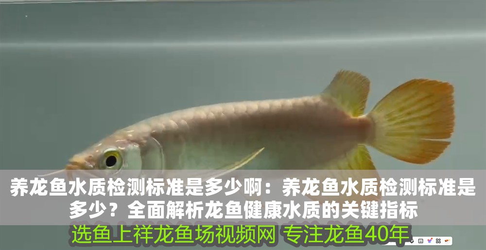 養(yǎng)龍魚水質(zhì)檢測(cè)標(biāo)準(zhǔn)是多少啊：養(yǎng)龍魚水質(zhì)檢測(cè)標(biāo)準(zhǔn)是多少？全面解析龍魚健康水質(zhì)的關(guān)鍵指標(biāo)