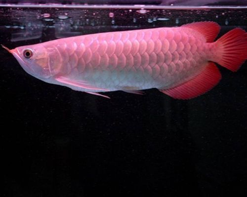 紅金龍魚為什么貴（紅金龍魚價格昂貴的原因包括其珍貴的血統、繁殖難度、繁殖難度）