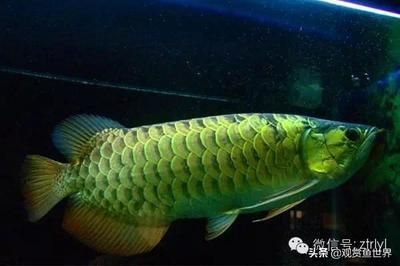 最大的龍魚是那種：世界上最大的龍魚是什么？