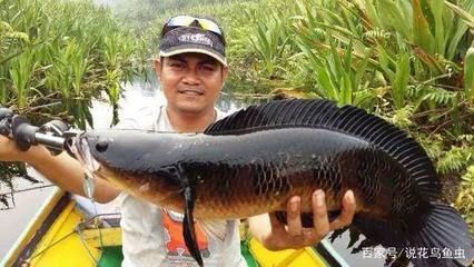 最大的龍魚是那種：世界上最大的龍魚是什么？