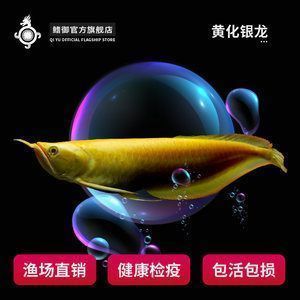 紅眼白子金龍魚多少錢一條：紅眼白子金龍魚價(jià)格因地區(qū)、大小、血統(tǒng)和市場(chǎng)需求而有所不同