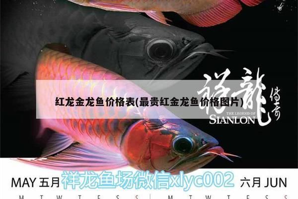 紅眼白子金龍魚多少錢一條：紅眼白子金龍魚價(jià)格因地區(qū)、大小、血統(tǒng)和市場(chǎng)需求而有所不同