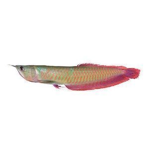 紅眼白子金龍魚多少錢一條：紅眼白子金龍魚價(jià)格因地區(qū)、大小、血統(tǒng)和市場(chǎng)需求而有所不同